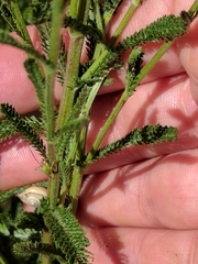 Achillea