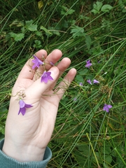 Campanula patula