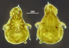 Trachytidae