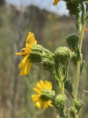 Deinandra floribunda
