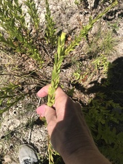Hypericum cistifolium