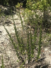Hypericum cistifolium