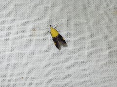 Oecophora bractella