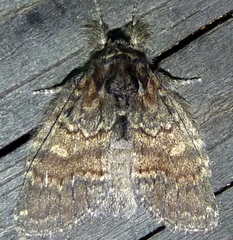 Peridea bordeloni