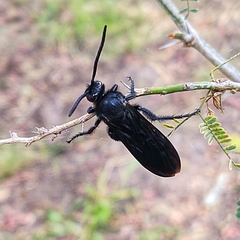 Pygodasis ephippium ephippium