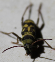 Chlorophorus varius