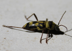 Chlorophorus varius