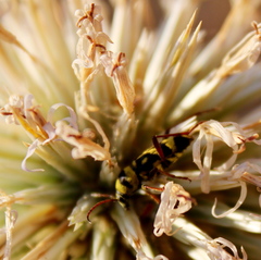 Chlorophorus varius