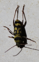 Chlorophorus varius