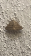 Isturgia murinaria