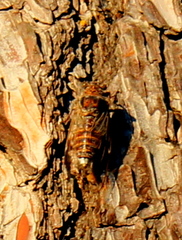Cicada cretensis