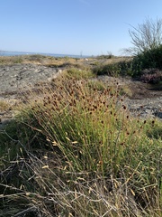 Juncus conglomeratus