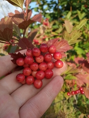 Viburnum opulus