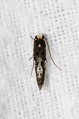 Monopis marginistrigella