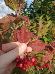 Viburnum opulus