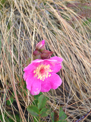 Rosa spithamea