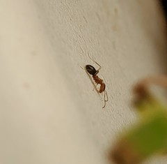 Dorymyrmex bicolor