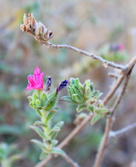 Echium angustifolium