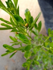 Baccharis conferta