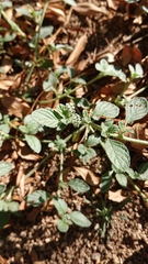 Heliotropium supinum