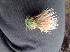 Cirsium remotifolium