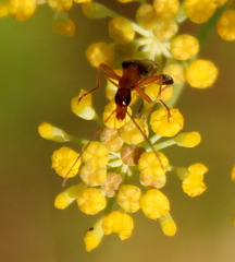Oedemera murinipennis