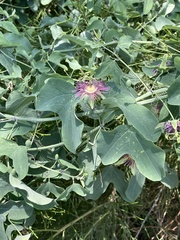 Passiflora mexicana