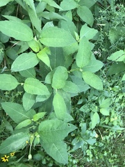 Impatiens pallida