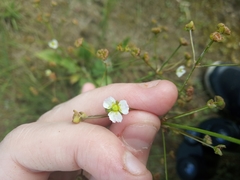 Alisma plantago-aquatica