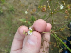 Alisma plantago-aquatica