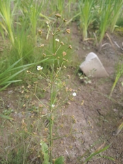 Alisma plantago-aquatica