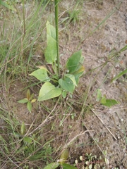 Alisma plantago-aquatica