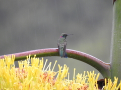Colibri serrirostris