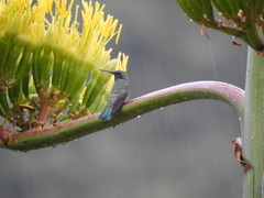 Colibri serrirostris