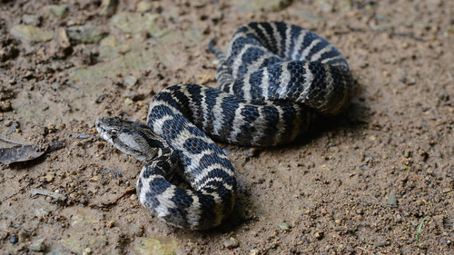 Gloydius changdaoensis
