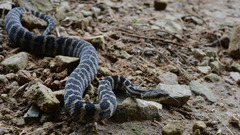 Gloydius intermedius