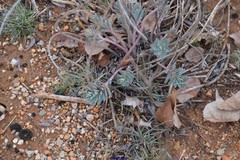 Euphorbia nicaeensis