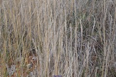 Thinopyrum intermedium intermedium