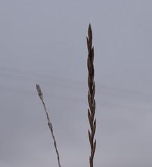 Thinopyrum intermedium intermedium