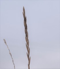 Thinopyrum intermedium intermedium