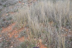 Thinopyrum intermedium intermedium