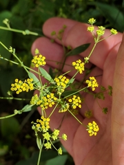 Bupleurum falcatum