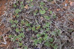 Potentilla incana