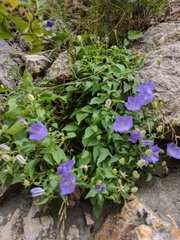 Campanula carpatica