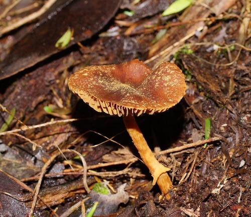Descolea recedens image