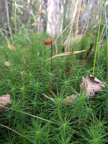 Polytrichum commune