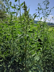 Chenopodium betaceum