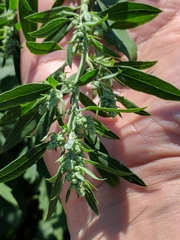 Chenopodium betaceum