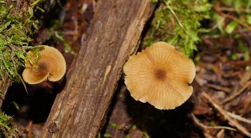 Entoloma readiae image