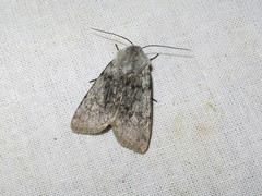 Agrotis simplonia